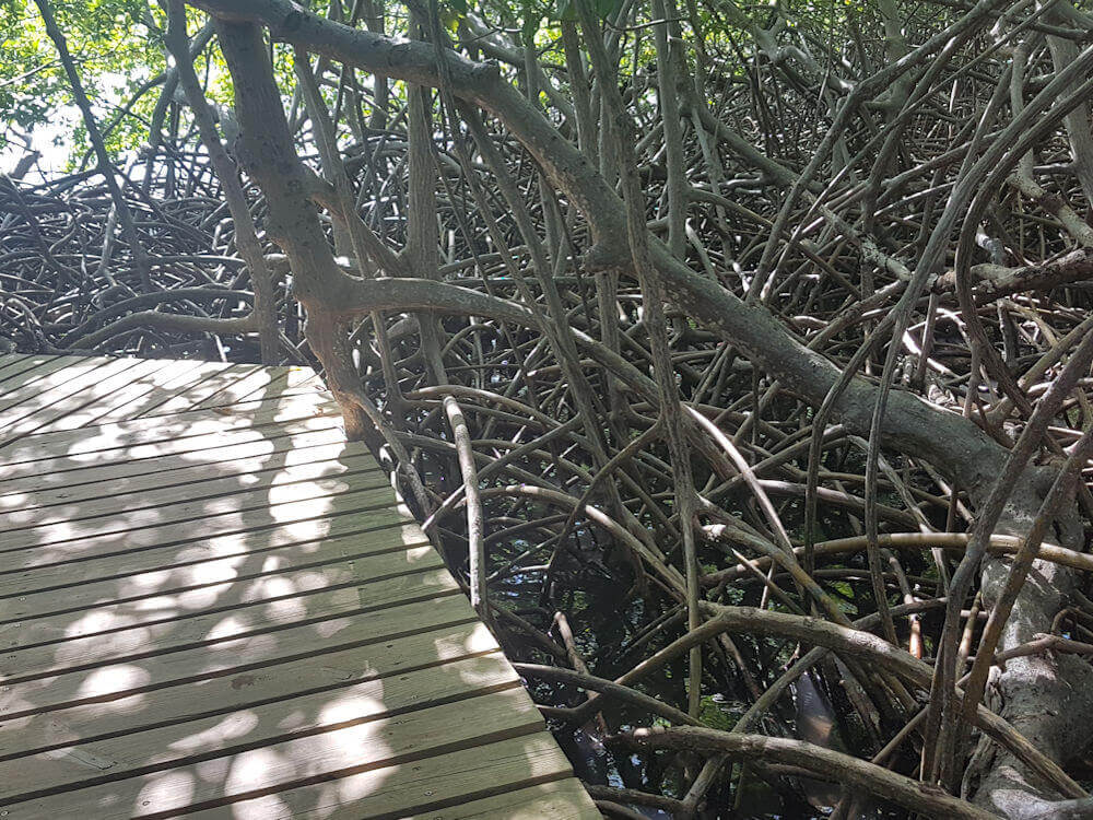 Mangrove Martinique